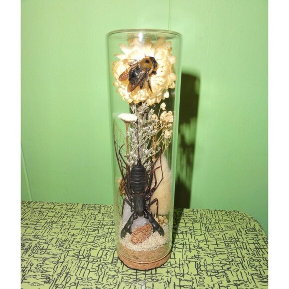 Vinegaroon Bee Crystal Oddity Jar curiosity dome flowers whip scorpion taxidermy - Picture 8 of 14